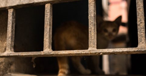 Cat behind an iron door