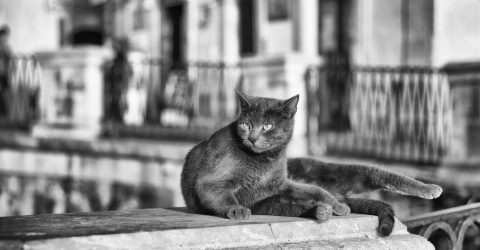 the guardian…