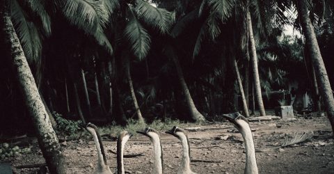 Palm tree.