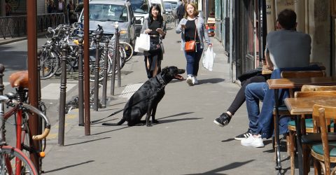 Waiting for the Master, dog life in Paris