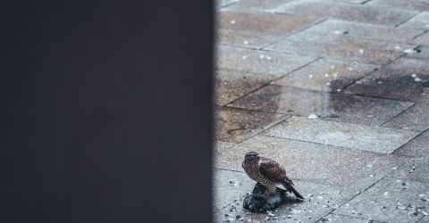 Murder on a courtyard 2