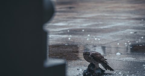 Murder on a courtyard 3