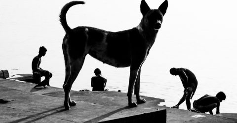Dog in Ghat