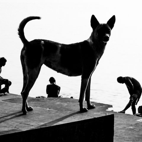Dog in Ghat