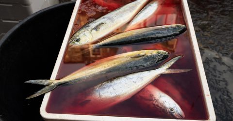 fish market – impression