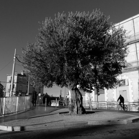 L’arbre dans la ville