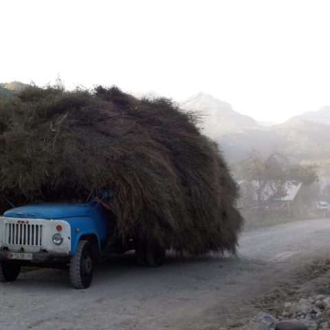 Haymaking