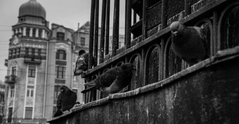 Shades of grey Petersburg