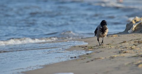 Day at the beach