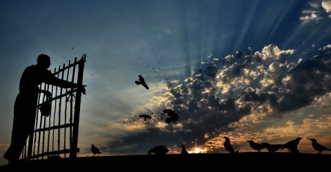 Breakfast for Birds