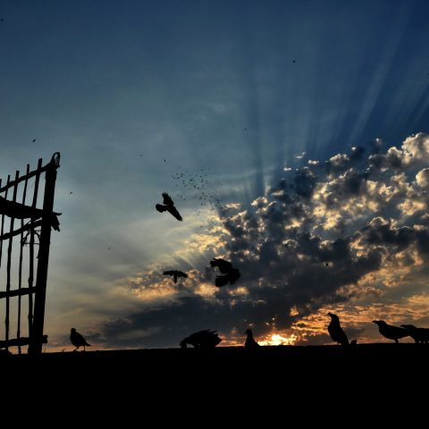 Breakfast for Birds