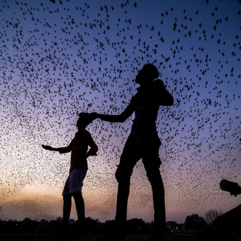 Kites with birds