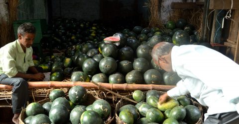 “HUMAN WATERMELON”