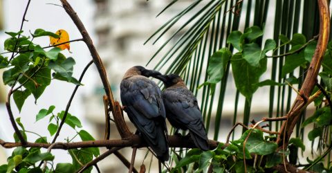 Just crow things