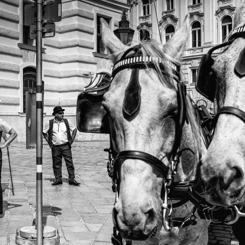 Vienna horses