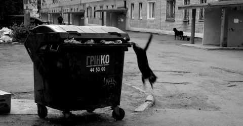 street cat and home dog