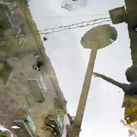 reflection in a puddle
