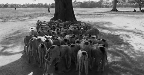Flock of Sheep