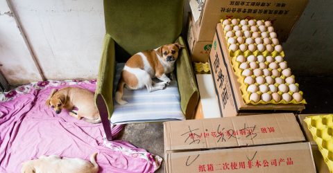 Dogs and Eggs