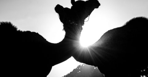 CAMEL HUG.