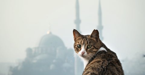 cat looking at the bosphorus