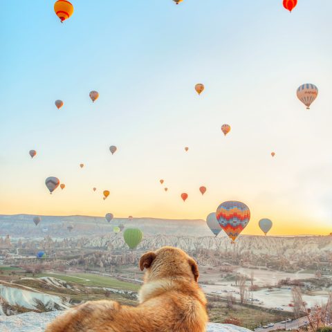 cappadocia ballons