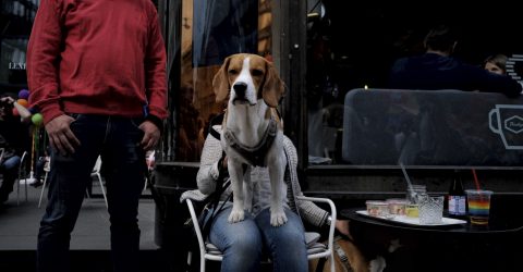 Tribute to Elliott Erwitt