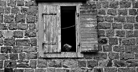 Οld lady and the pigeon