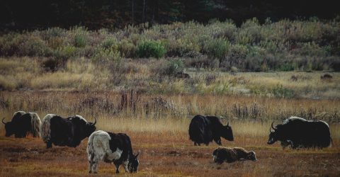 Himalayan Yak (Camels in the Himalaya)