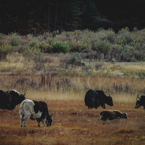 Himalayan Yak (Camels in the Himalaya)