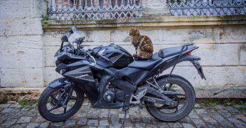 MotoCat