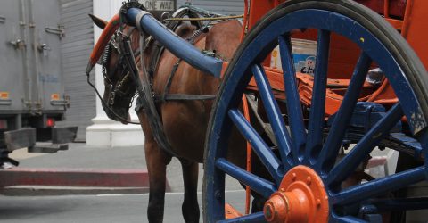 Horse and the wooden wheel