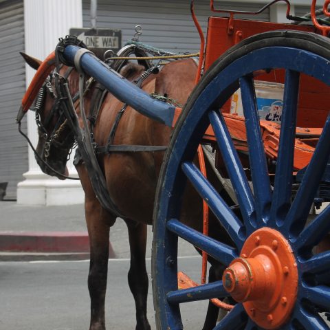 Horse and the wooden wheel