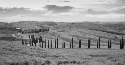 Cipressi