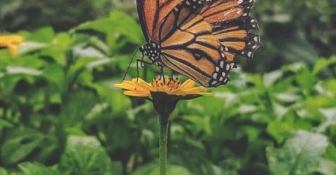 Wings of Color