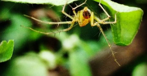 Knitting a Web