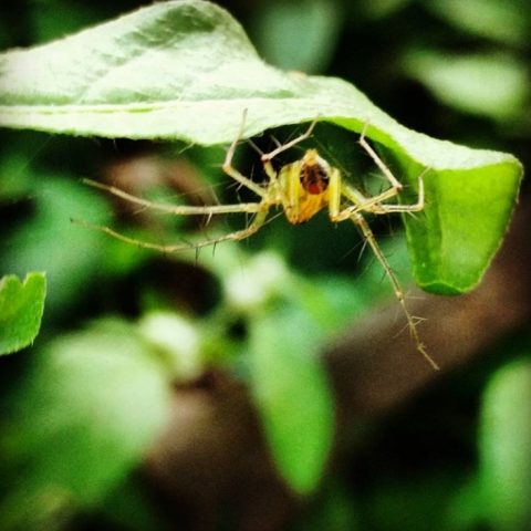 Knitting a Web