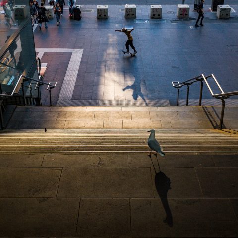 The skater and the bird