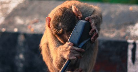 Street monkey