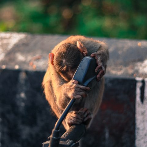 Street monkey