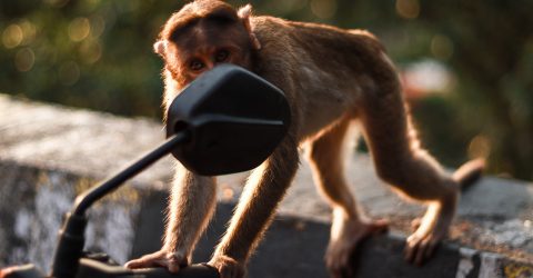 Street monkey-2