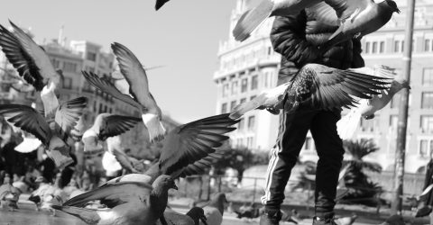 Fly Away