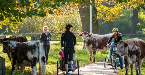 The school run