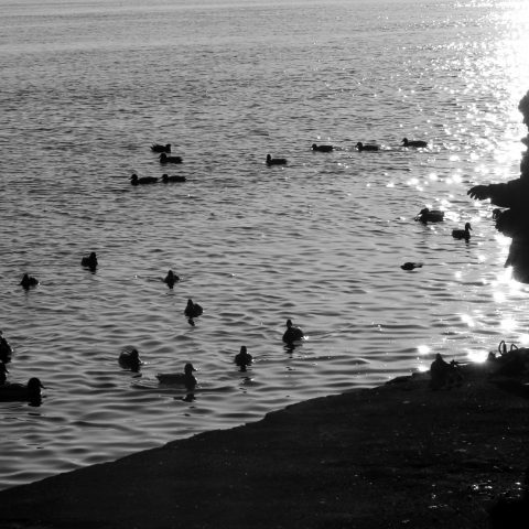 Feeding the ducks