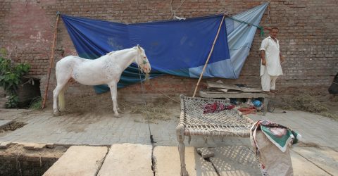 White horse from ‘The City of Saints’
