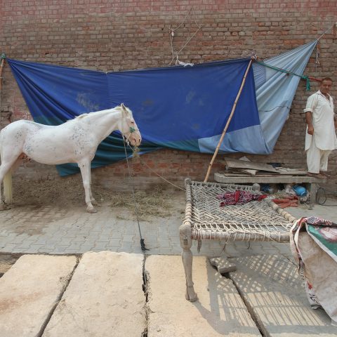 White horse from ‘The City of Saints’