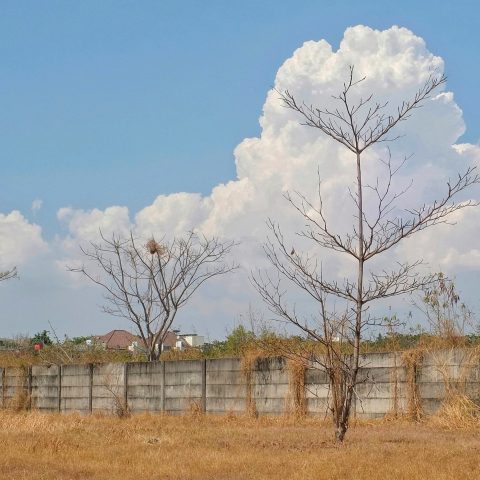 Cloud Trees