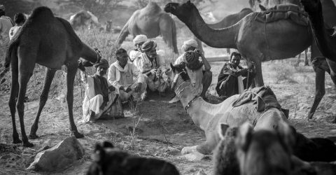 My Camel My Shield