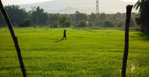 Walk in the fields