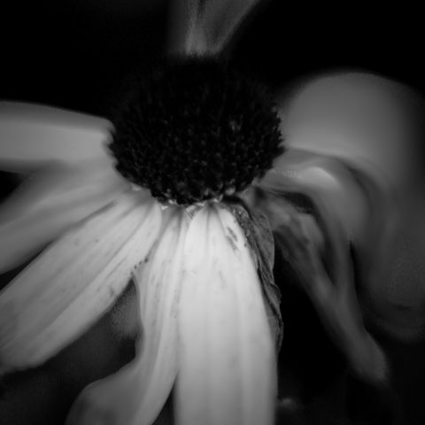 Monochrome Flower Details